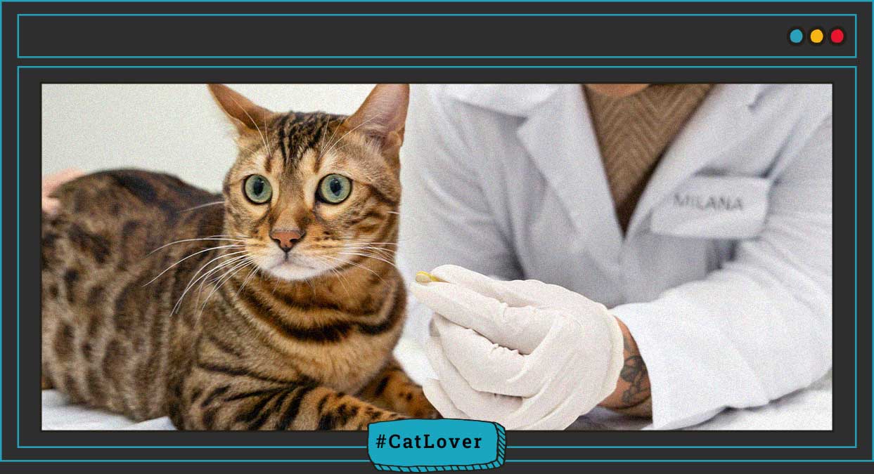 prevención de enfermedades en gatos